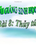 Bài giảng Sinh học 7 bài 8: Thủy tức