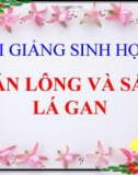 Bài giảng Sinh học 7 bài 11: Sán lá gan