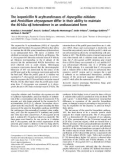 Báo cáo khoa học: The isopenicillin N acyltransferases of Aspergillus nidulans and Penicillium chrysogenum differ in their ability to maintain the 40-kDa ab heterodimer in an undissociated form