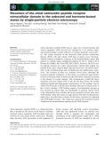 Báo cáo khoa học: Structure of the atrial natriuretic peptide receptor extracellular domain in the unbound and hormone-bound states by single-particle electron microscopy