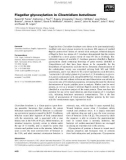 Báo cáo khoa học: Flagellar glycosylation in Clostridium botulinum