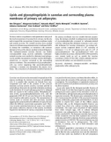 Báo cáo khoa học: Lipids and glycosphingolipids in caveolae and surrounding plasma membrane of primary rat adipocytes