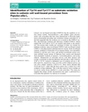 báo cáo khoa hoc : Identiﬁcation of Tyr74 and Tyr177 as substrate oxidation sites in cationic cell wall-bound peroxidase from Populus alba L.