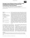 Báo cáo khoa học: Cleavage of focal adhesion proteins and PKCd during lovastatin-induced apoptosis in spontaneously immortalized rat brain neuroblasts