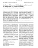 Báo cáo khoa học: Localization of ﬂuorescence-labeled poly(malic acid) to the nuclei of the plasmodium of Physarum polycephalum