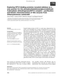 Báo cáo khoa học: Exploring CP12 binding proteins revealed aldolase as a new partner for the phosphoribulokinase/glyceraldehyde 3-phosphate dehydrogenase/CP12 complex – puriﬁcation and kinetic characterization of this enzyme from Chlamydomonas reinhardtii