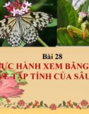 Bài giảng Sinh học 7 bài 28: Thực hành xem băng hình về tập tính của sâu bọ