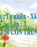 Bài 50: Côn trùng - Bài giảng điện tử Tự nhiên xã hội 3 - L.K.Chi