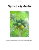 Sự tích cây đu đủ