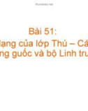 Bài giảng điện tử môn sinh học: bộ móng guốc và linh trưởng_3