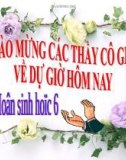 Bài giảng điện tử môn sinh học: Cây có hoa