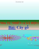 Bài giảng TNXH 1 bài 24: Cây gỗ