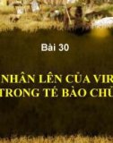 Bài giảng Sinh học 10 phần 3 chương 3 bài 30: Sự nhân lên của virut trong tế bào chủ