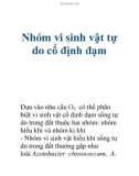 Nhóm vi sinh vật tự do cố định đạm