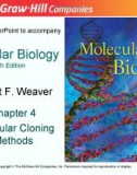 Lecture Molecular biology (Fifth Edition): Chapter 4 - Robert F. Weaver