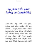 Sự phát triển phôi lưỡng cư (Amphibia)