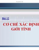 Bài giảng Sinh học bài 12: Cơ chế xác định giới tính