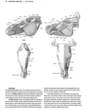 Figure Drawing - Individual Muscles - Face and Head