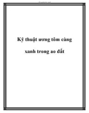 Kỹ thuật ương tôm càng xanh trong ao đất