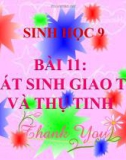 Bài giảng Sinh học 9 bài 11: Phát sinh giao tử và thụ tinh