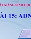 Bài giảng Sinh học 9 bài 15: ADN