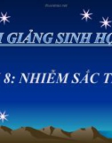 Bài giảng Sinh học 9 bài 8: Nhiễm sắc thể