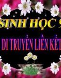 Bài giảng Sinh học 9 bài 13: Di truyền liên kết