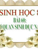 Bài giảng Sinh học 8 bài 60: Cơ quan sinh dục nam