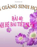 Bài giảng Sinh học 8 bài 40: Vệ sinh hệ bài tiết nước tiểu