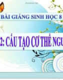 Bài giảng Sinh học 8 bài 2: Cấu tạo cơ thể người