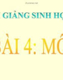 Bài giảng Sinh học 8 bài 4: Mô