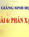 Bài giảng Sinh học 8 bài 6: Phản xạ