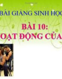 Bài giảng Sinh học 8 bài 10: Hoạt động của cơ