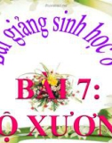 Bài giảng Sinh học 8 bài 7: Bộ xương