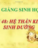 Bài giảng Sinh học 8 bài 48: Hệ thần kinh sinh dưỡng