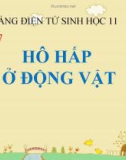 Bài giảng Sinh học 11 bài 17: Hô hấp ở động vật