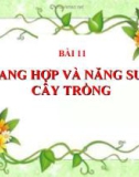 Bài giảng Sinh học 11 bài 11: Quang hợp và năng suất cây trồng