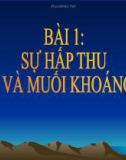 Bài giảng Sinh học 11 bài 1: Sự hấp thụ nước và muối khoáng ở rễ