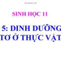 Bài giảng Sinh học 11 bài 5: Dinh dưỡng nitơ ở thực vật