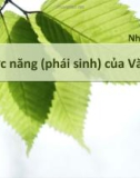 Chức năng (phái sinh) của Văn hóa