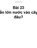 Bài giảng điện tử môn sinh học: Nước vào cây đi đâu