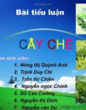 Tiểu luận Đặc điểm thực vật học cây chè