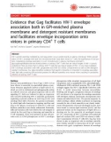 Báo cáo y học: Evidence that Gag facilitates HIV-1 envelope association both in GPI-enriched plasma membrane and detergent resistant membranes and facilitates envelope incorporation onto virions in primary CD4+ T cells