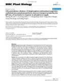 báo cáo khoa học: CO2 assimilation, ribulose-1,5-bisphosphate carboxylase/oxygenase, carbohydrates and photosynthetic electron transport probed by the JIP-test, of tea leaves in response to phosphorus supply