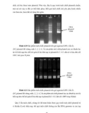 Luân. văn : Xây dựng quy trình biến nạp đoạn DNA vào tế bào vi khuẩn E.coly DH5α part 7