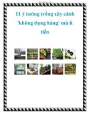 11 ý tưởng trồng cây cảnh 'không đụng hàng' mà ít tiền