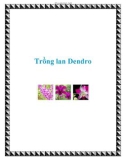 Trồng lan Dendro