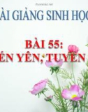 Bài giảng Sinh học 8 bài 56: Tuyến yên, tuyến giáp