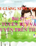 Bài giảng Sinh học 8 bài 57: Tuyến tụy và tuyến trên thận