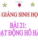 Bài giảng Sinh học 8 bài 21: Hoạt động hô hấp